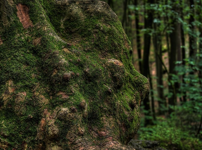 Enchanted Grove