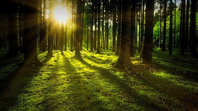 Whimsical Glades