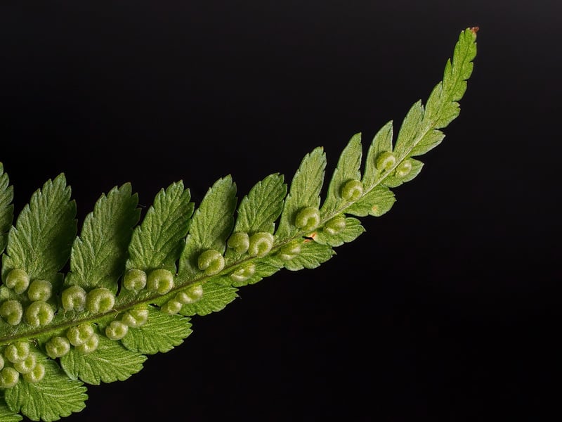 Fern Accents